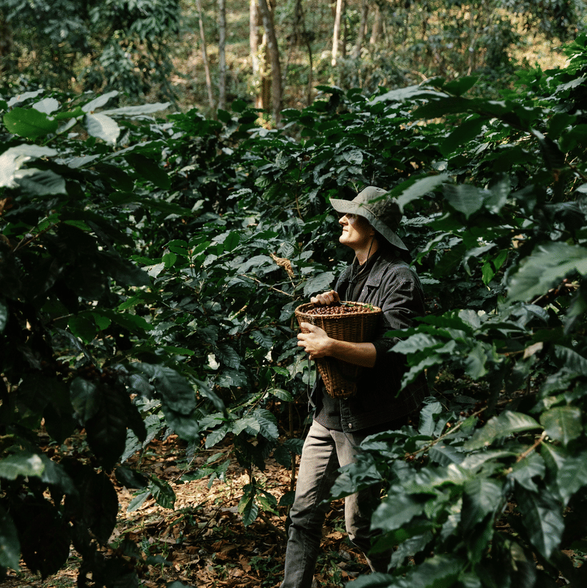 A person stands amongst lush green coffee plants in a dense plantation, holding a wooden crate for the harvest.