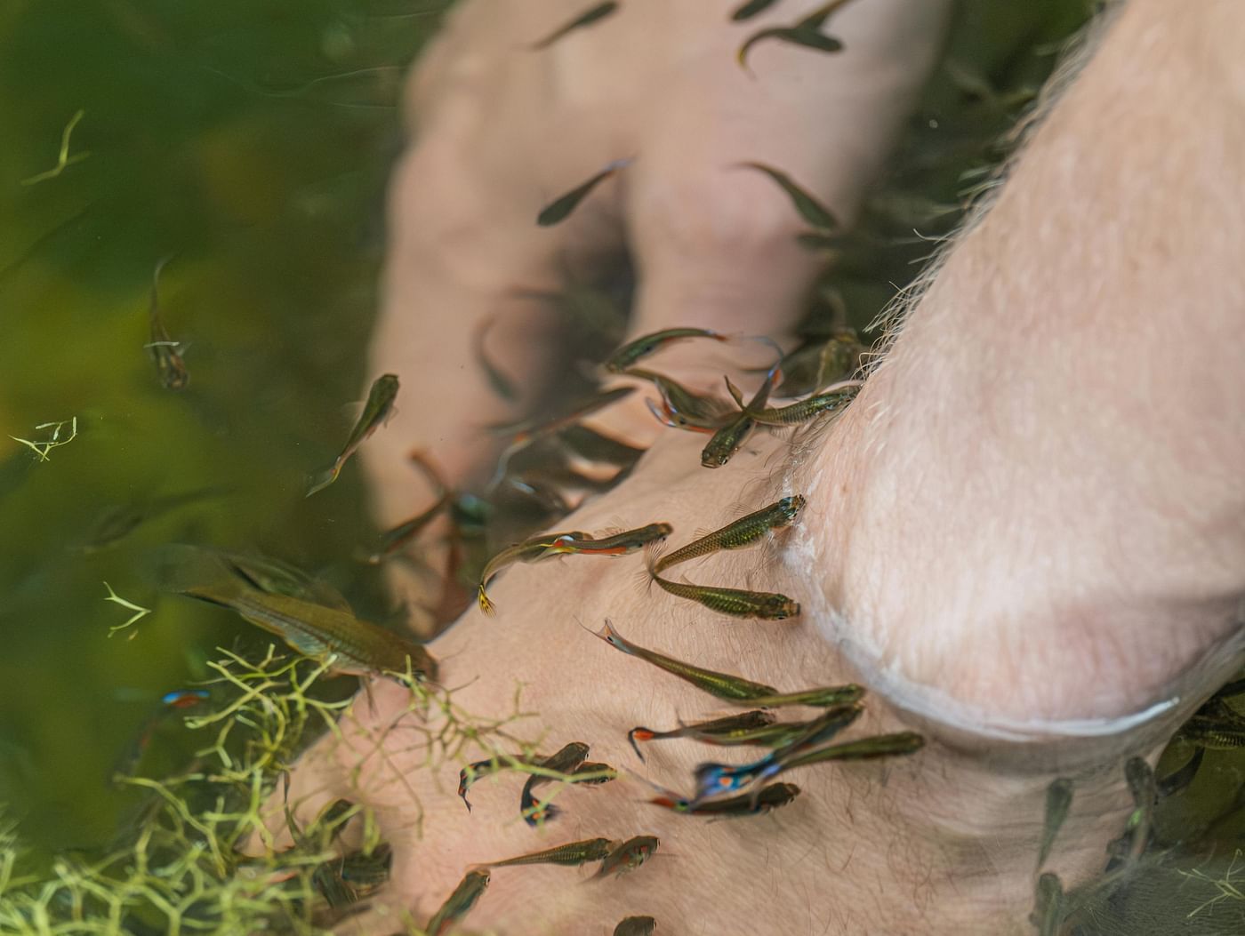 Image of human feet dipped into water full of fish