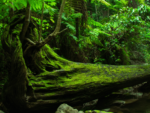 A dense forest scene with a moss-covered fallen tree and scattered rocks by a shallow stream.