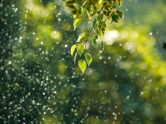 green background - unsplash