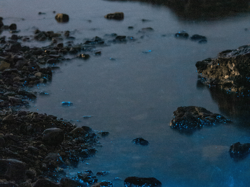 Blue bioluminescent water glowing along a rocky shoreline at night in a vertical image.