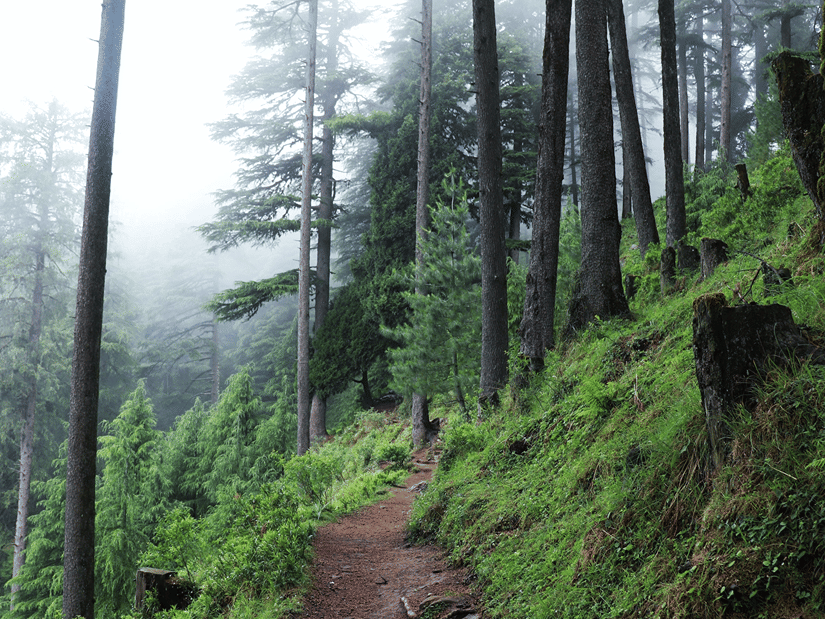 One of the trekking places near Dehradun, featuring a narrow trail winds through a misty forest of tall pine trees, with lush green undergrowth lining the path.