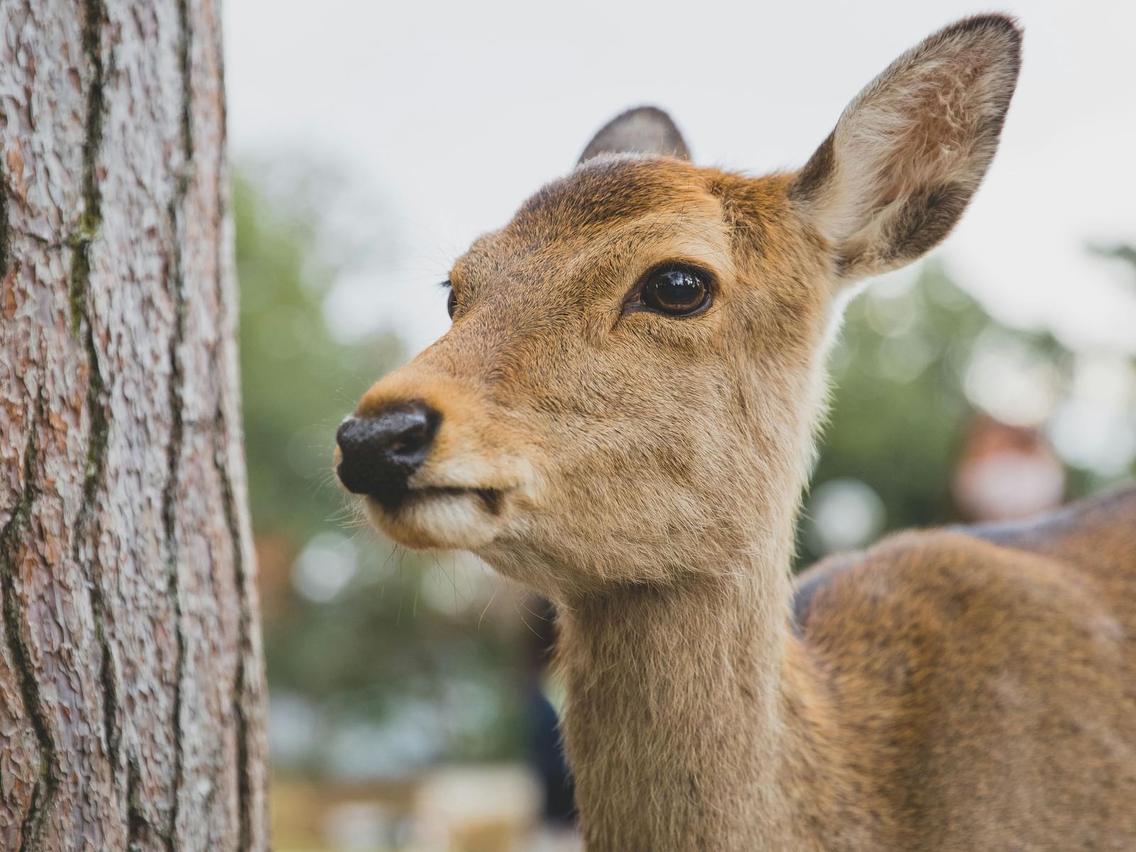 Close up of a deer standing beside a tree at the Coringa Wildlife Sanctuary, one of the best places to visit in Kakinada.