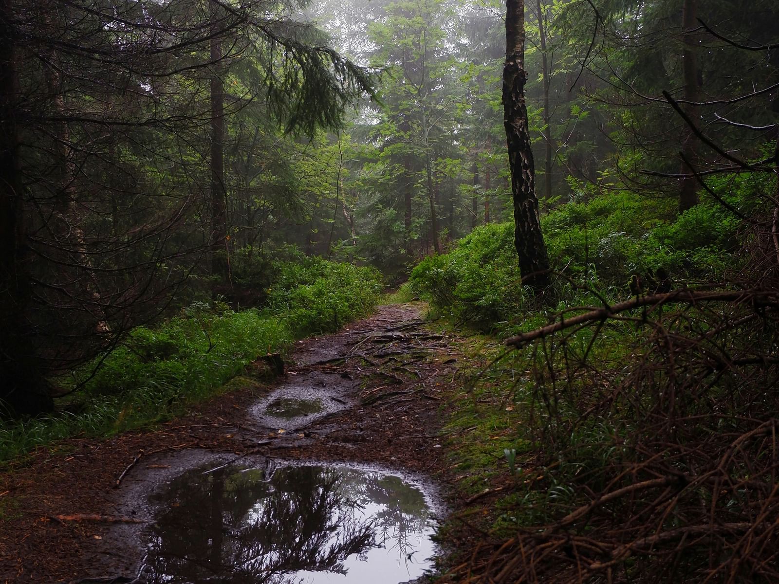 Misty forest trail with a reflective puddle and tall pine trees.