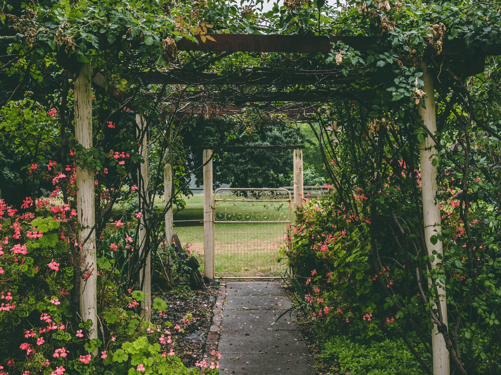  A serene garden pathway covered with lush green foliage and blooming flowers.