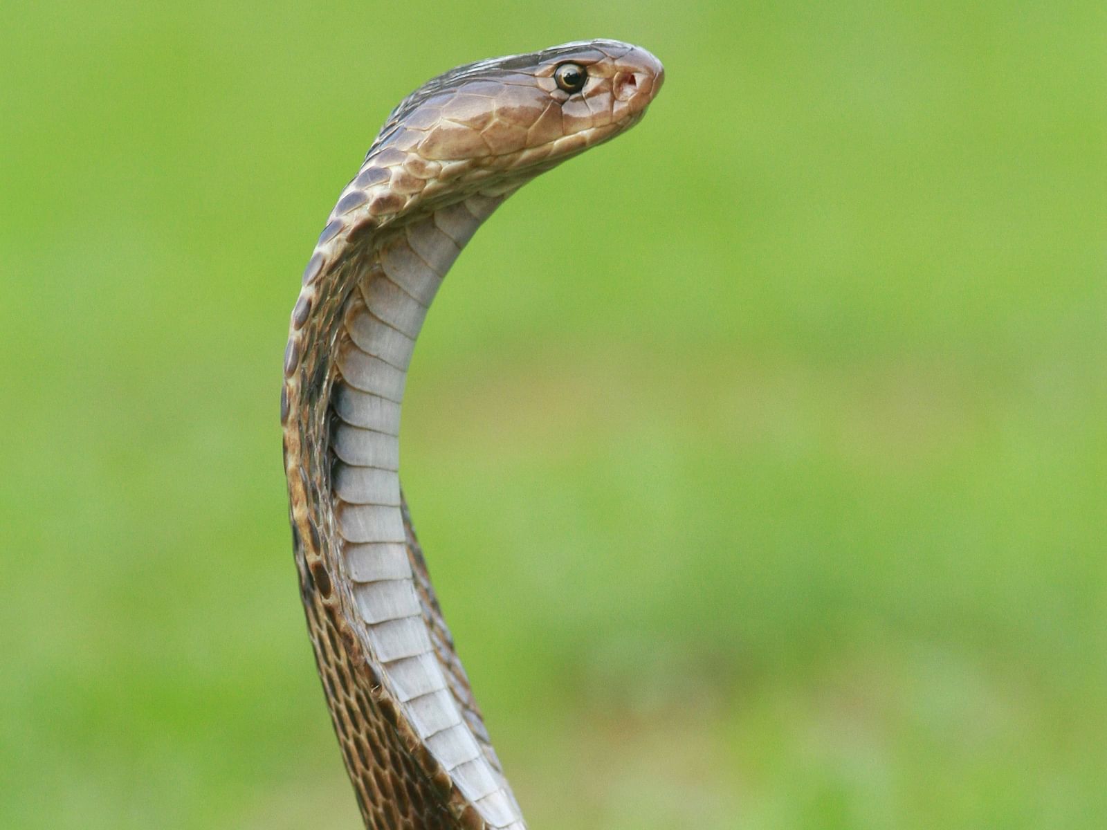 An image of a snake