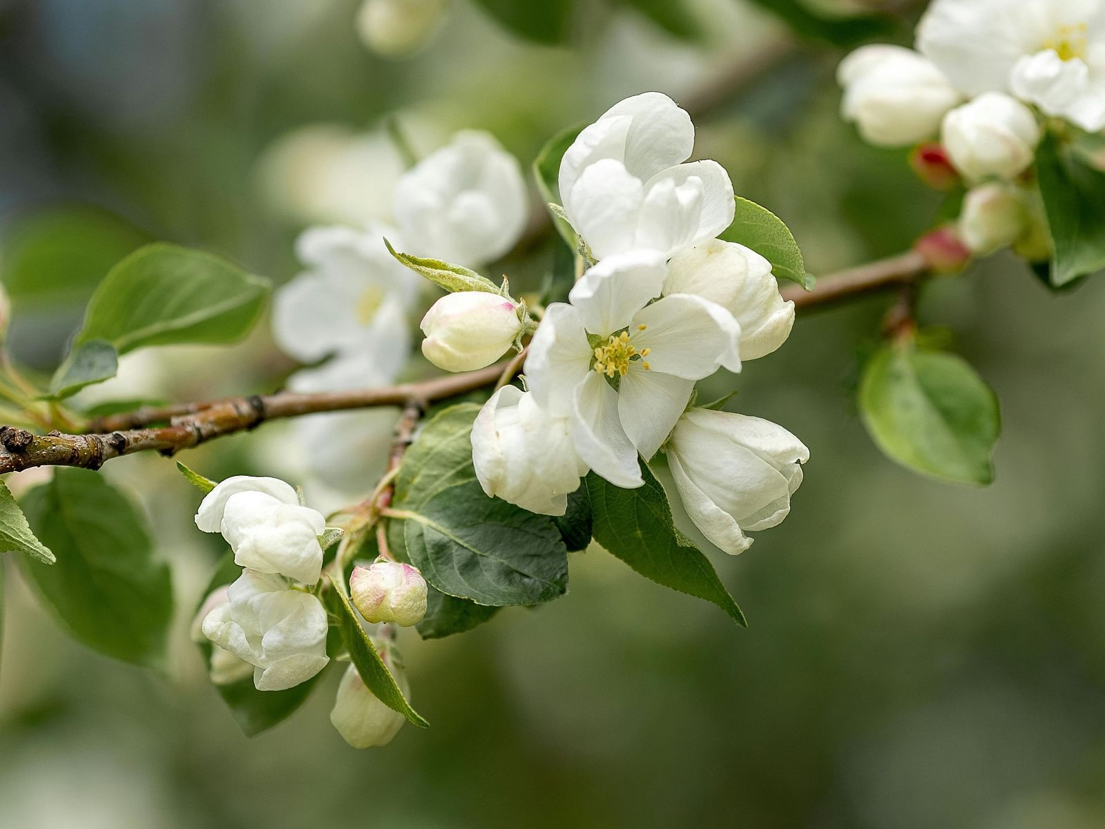 Close-up view of small flowers and buds on the branch.