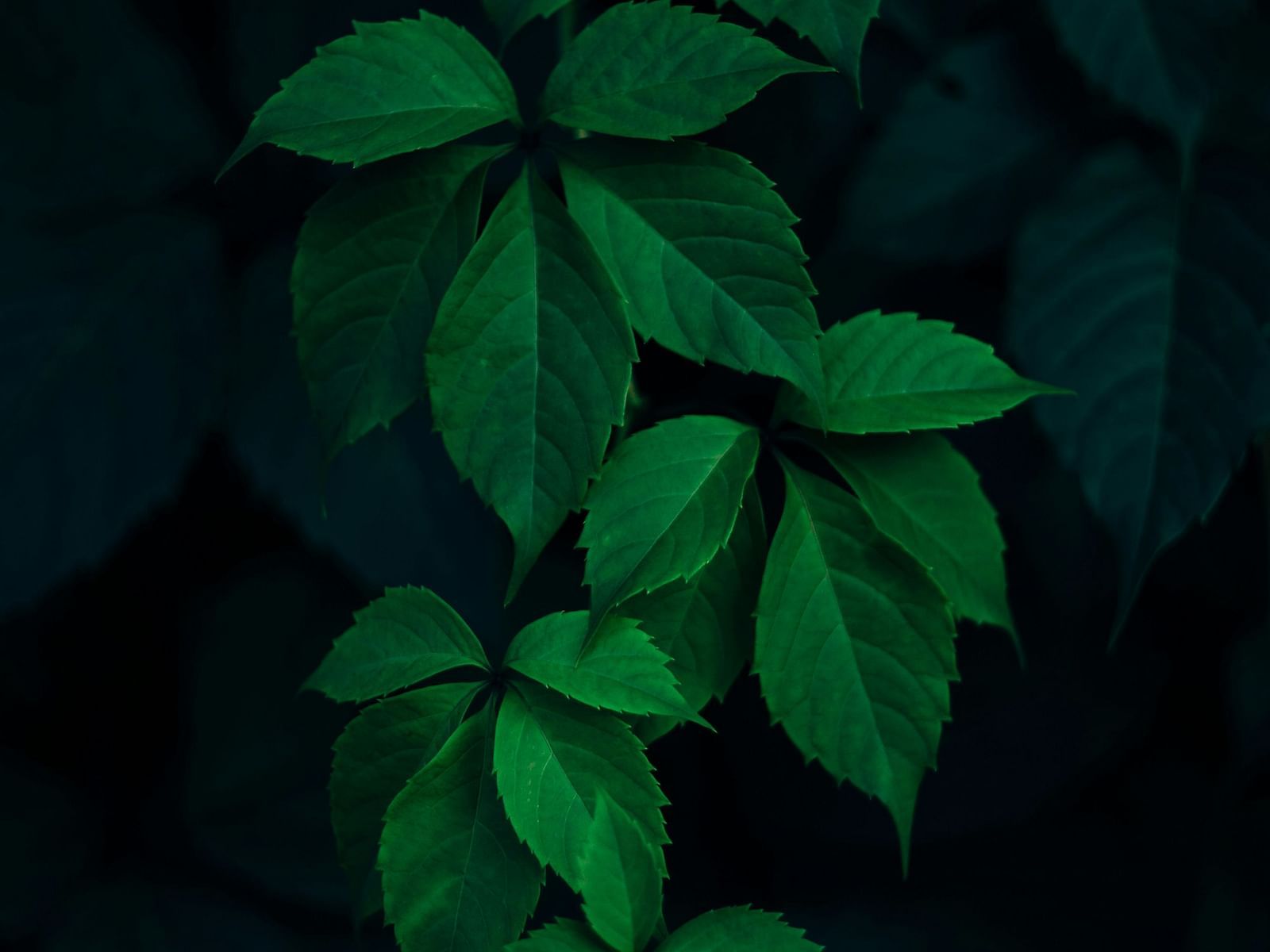 Leaves with a dark background that highlights them.
