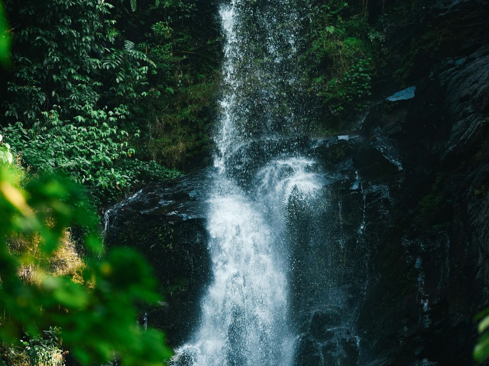 A view of a waterfall in a dense forest. 