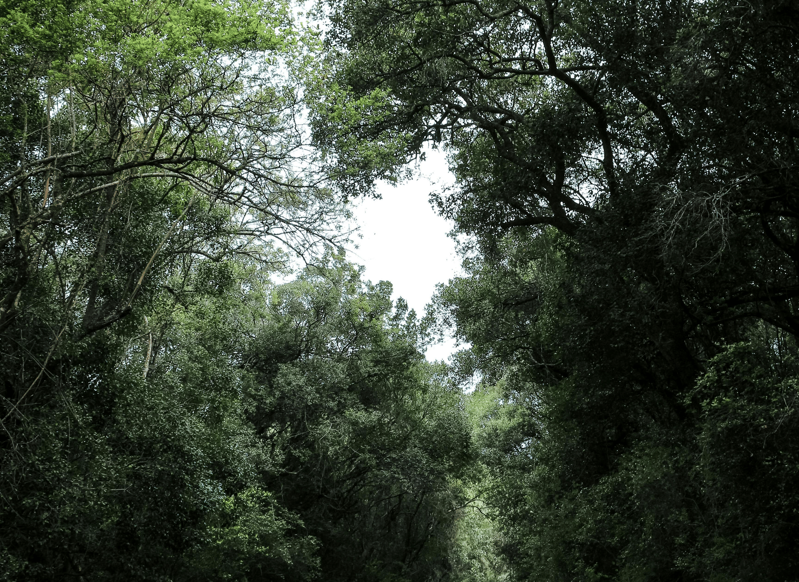 pexels-reafonbgates-1570240