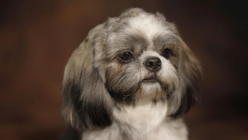 pexels-pankaj-gosai-878171-31431099