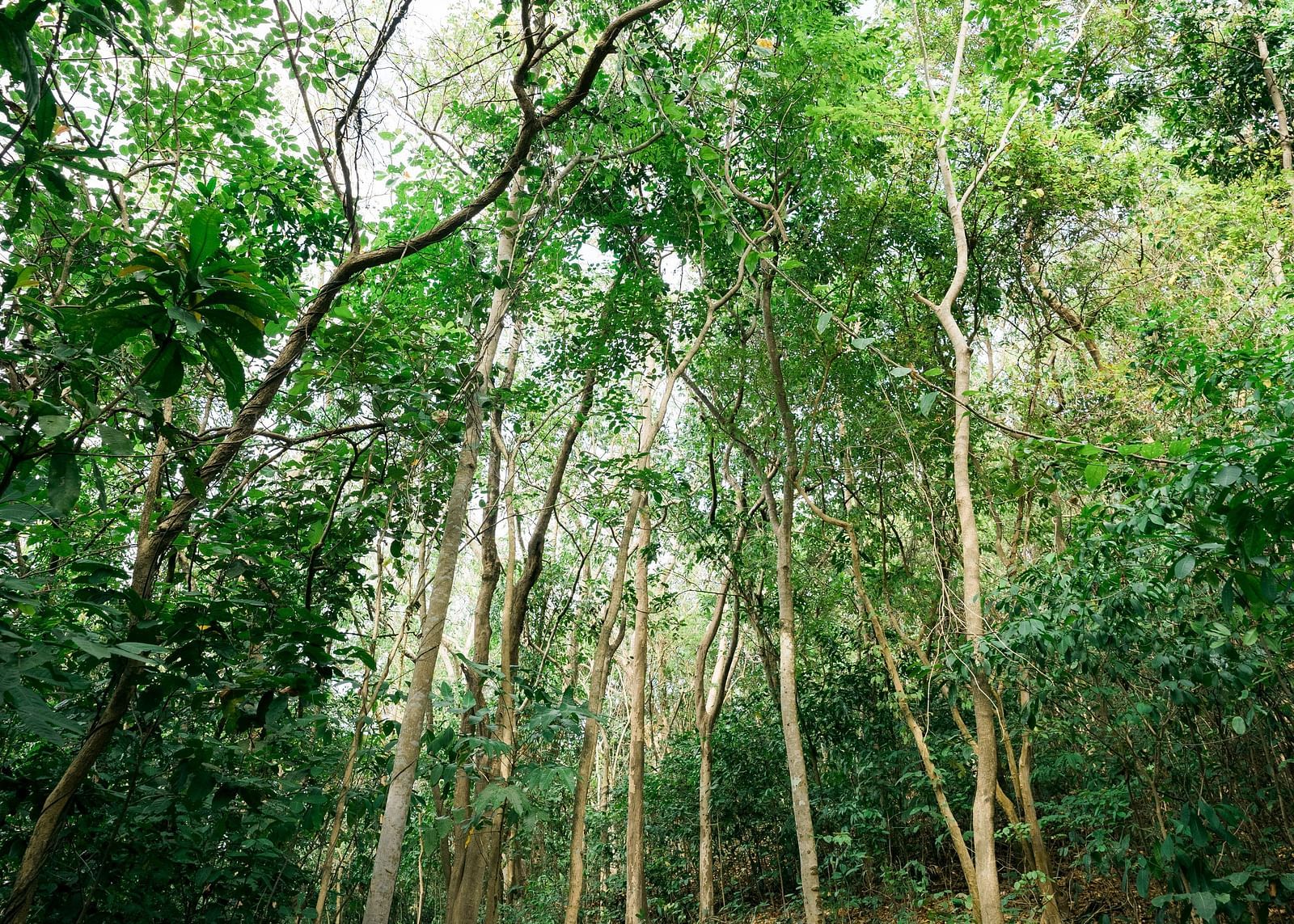 Pathway through dense forest trees at Flower Island Resort.