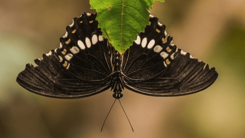 A dark brown butterfly with white spots along its wing edges resting underneath a green leaf.
