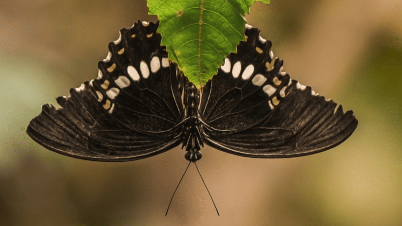 A dark brown butterfly with white spots along its wing edges resting underneath a green leaf.