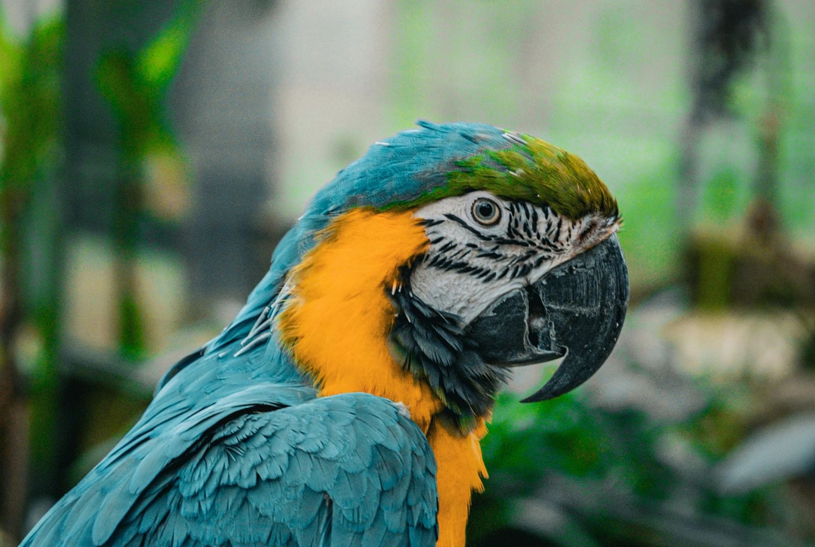 A vibrant coloured macaw perched in a lush, green aviary, showcasing its striking colours and distinctive beak markings.