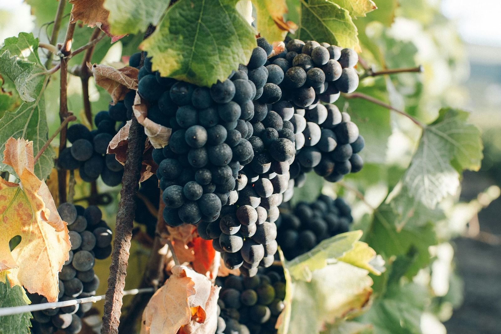 Image of  a grape vine with black grapes hanging on it