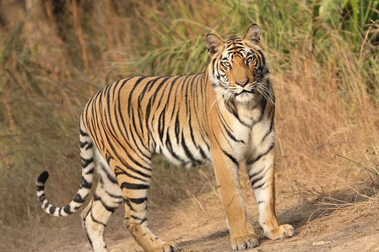a tiger looking at the camera