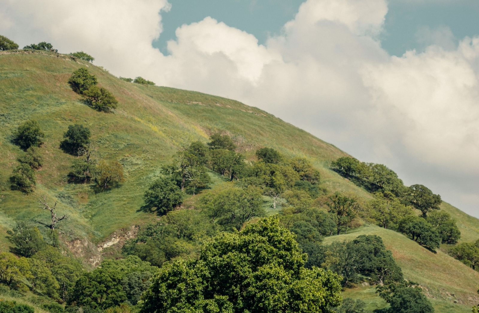 A wide-angle view of a serene green hillside covered in bright orange and yellow wildflowers under a dramatic cloudy sky.