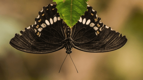 A dark brown butterfly with white spots along its wing edges resting underneath a green leaf.