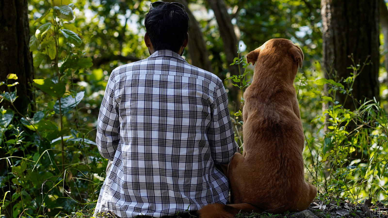 A man and a dog sitting on a rock watching trees at The Sylvan Retreat, Dehradun