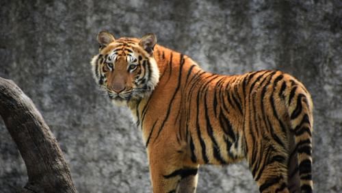 A tiger standing on a branch against a dark background