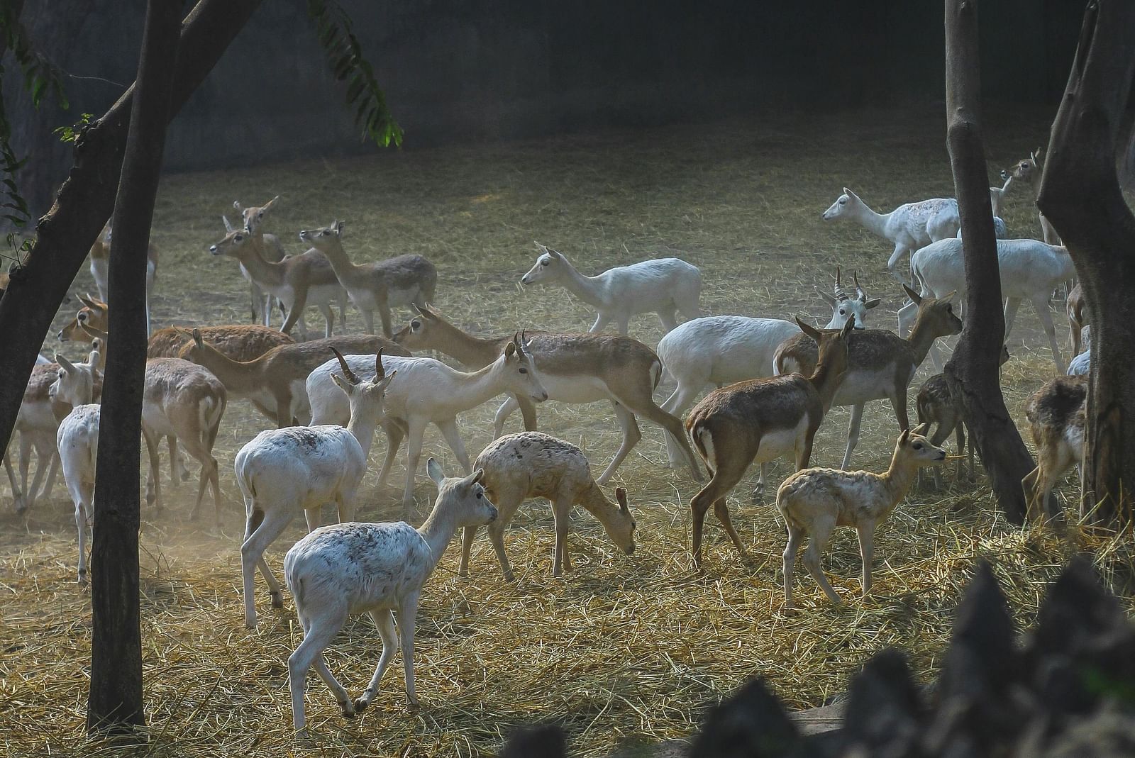 image of a herd of deer grazing in a forest over green grass