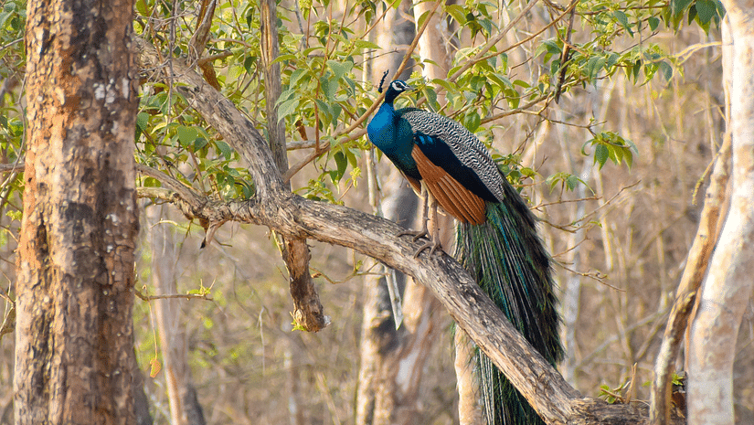 preethi-prasad-q9vv8Xsf4CQ-unsplash