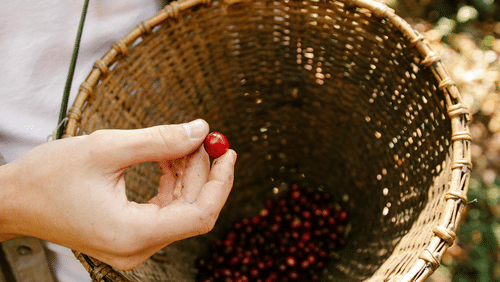 A person holds a single red coffee cherry between their fingers above a traditional woven basket used for picking.
