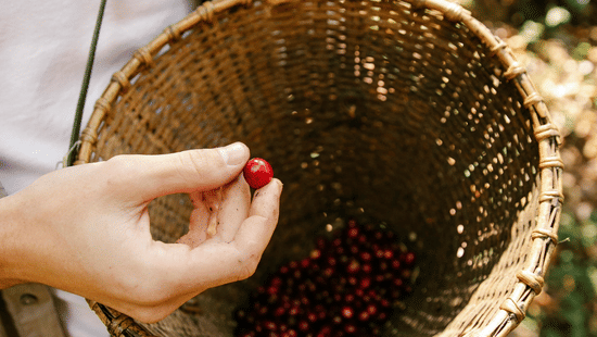 A person holds a single red coffee cherry between their fingers above a traditional woven basket used for picking.