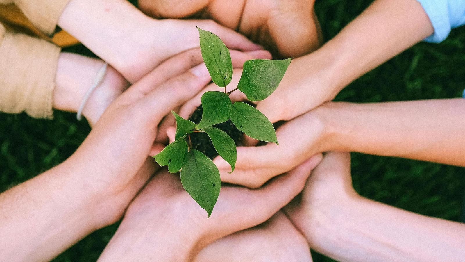 Close-up view of a group of people holding a plant.