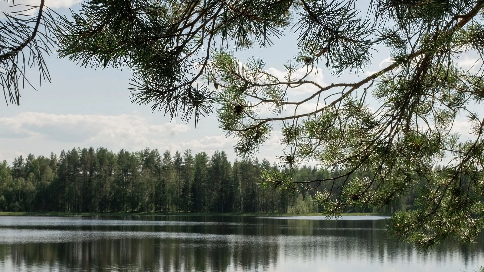 Tree branches frame a lake reflection in a vertical shot.