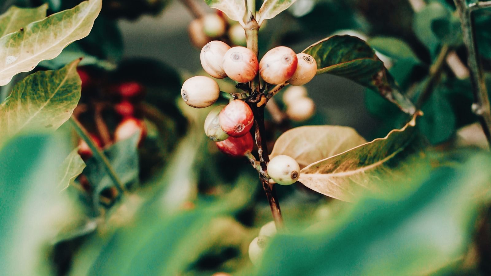 a closeup view of a Tropical spice plantation with coffee beans in view