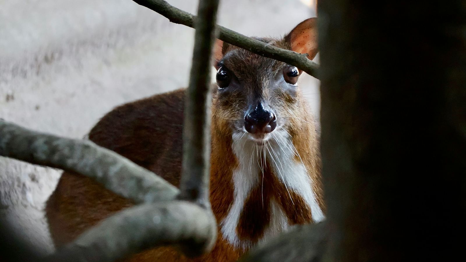 A close up shot of a mouse deer looking right into the camera