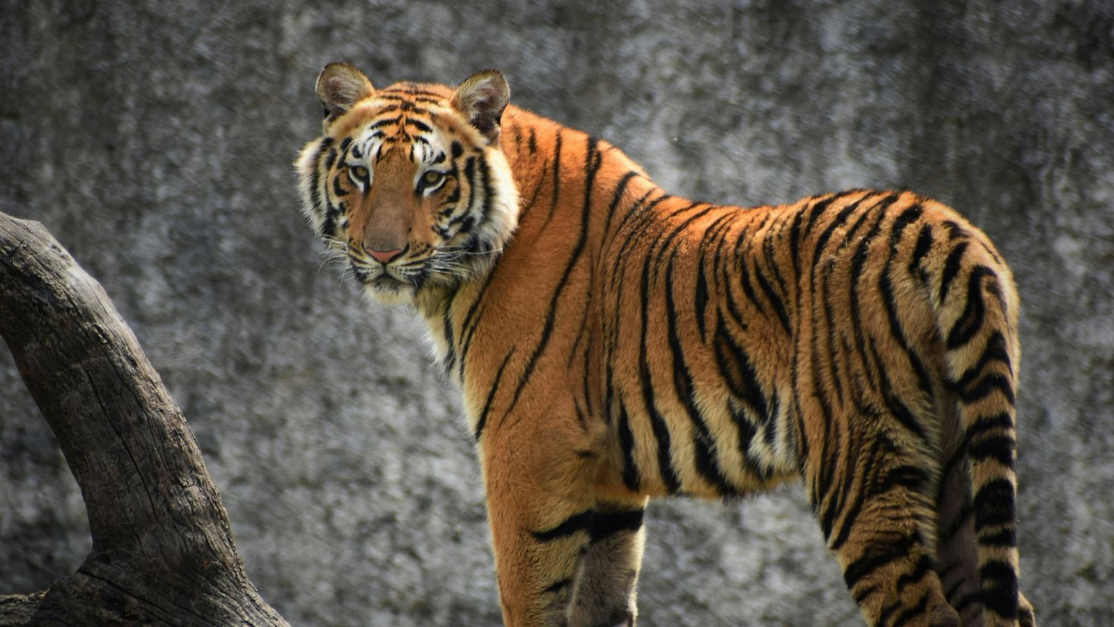Majestic tiger walking along a stone wall with a focused gaze.