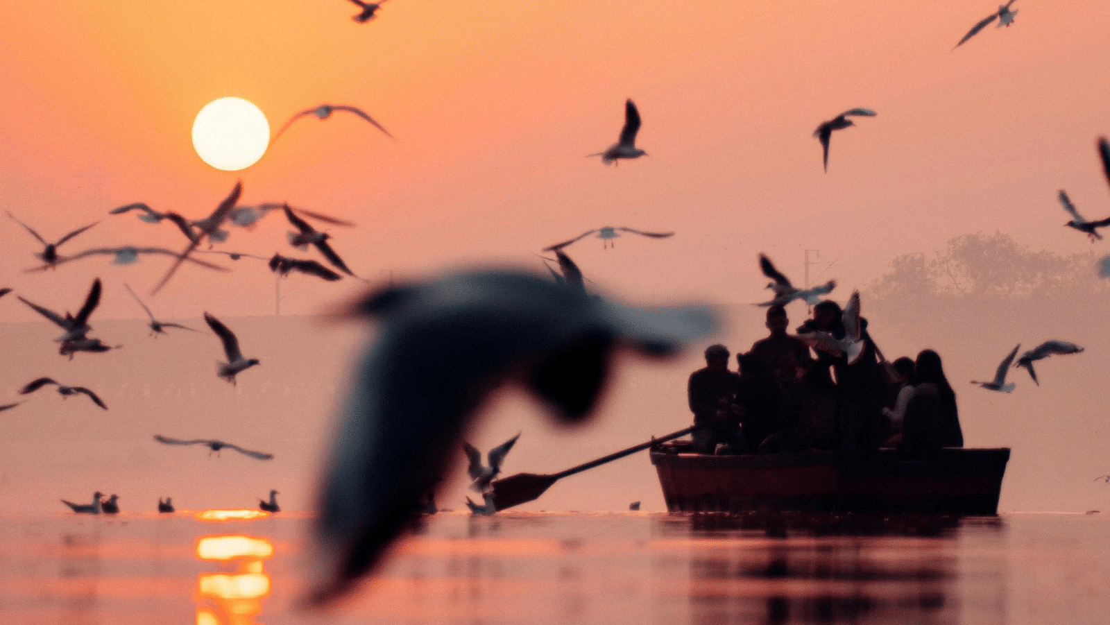 Birds flying over a serene river during a golden sunset.