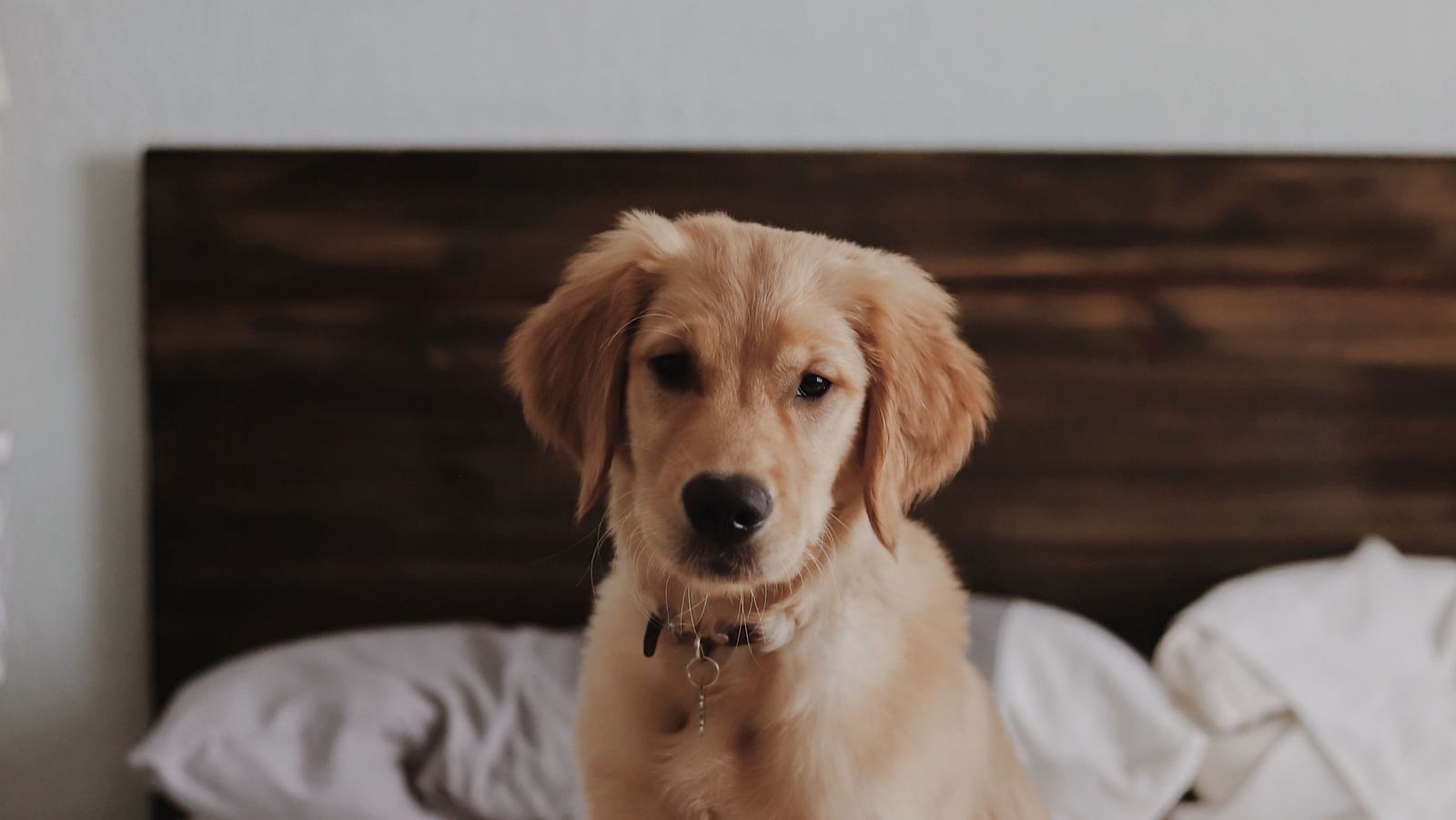 a dog sitting on a bed that has white sheets, pillows and quilt