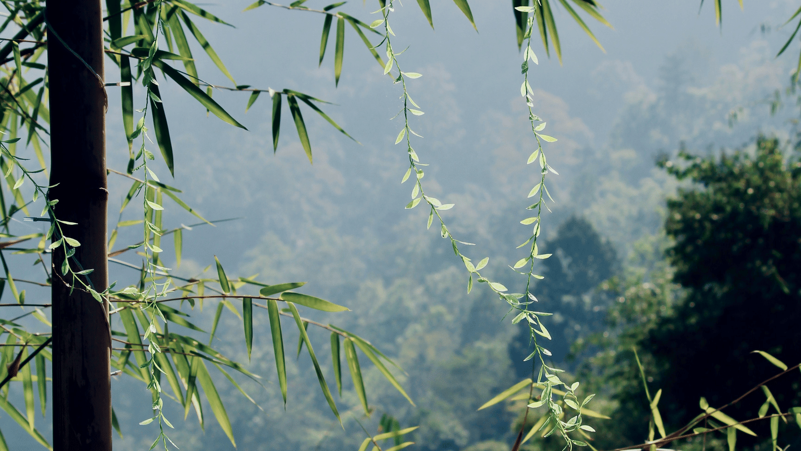vishwasa-navada-k-qbYPtbntbwg-unsplash