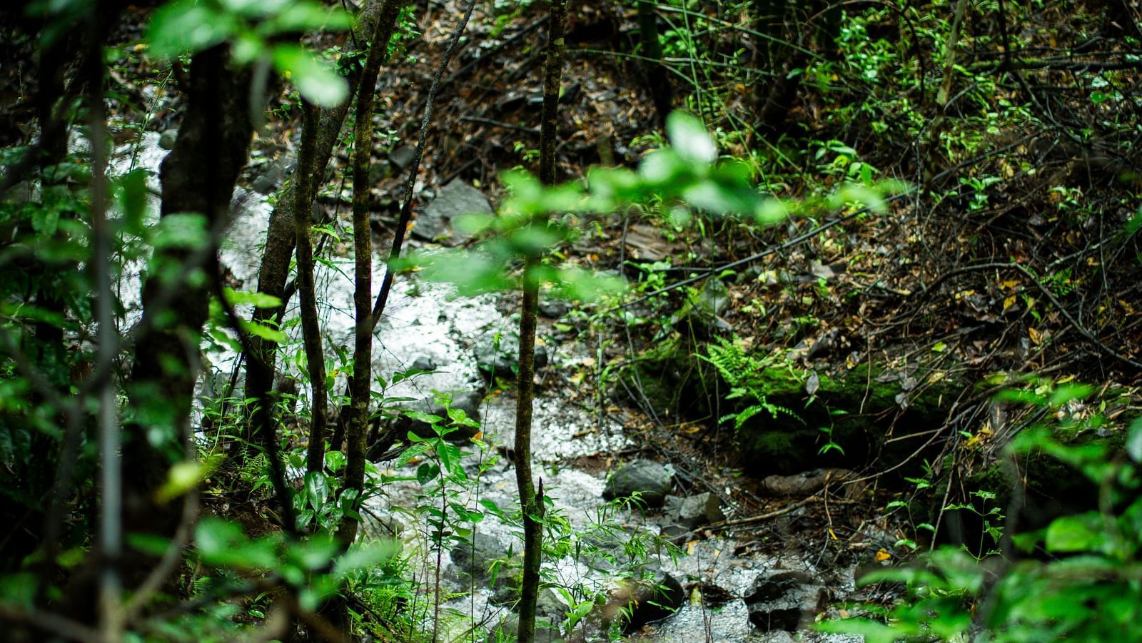 A small stream flows between dense green foliage on a rocky forest floor - Tranquil Piedmont Estates & Resort