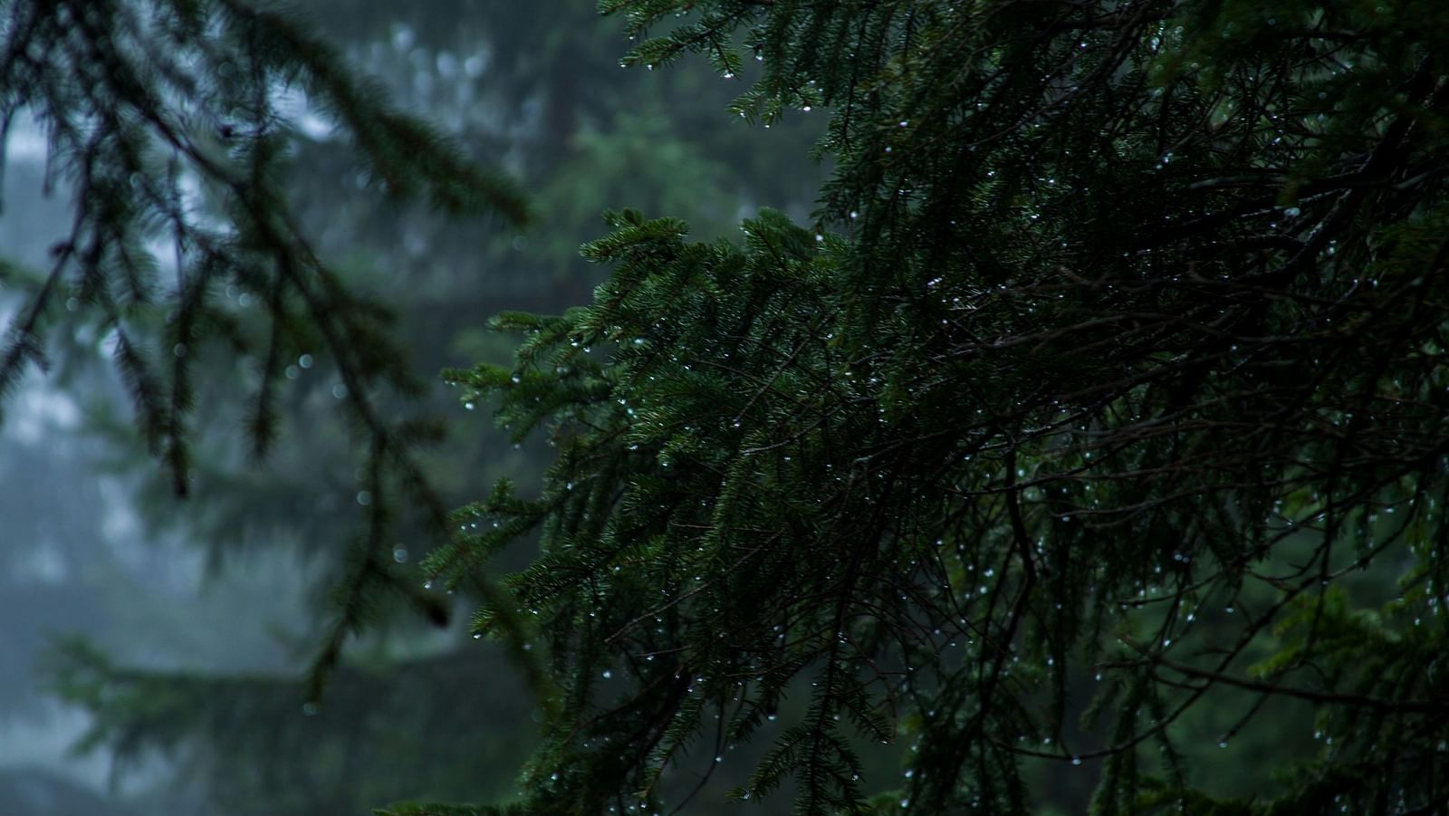 A view of the branches of trees while raining.