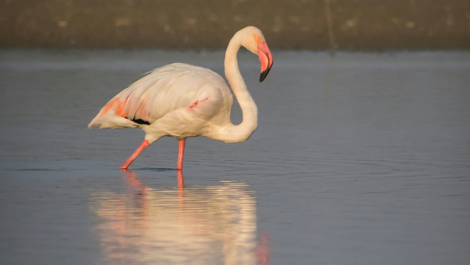 A Greater Flamingo walking through a water body.
