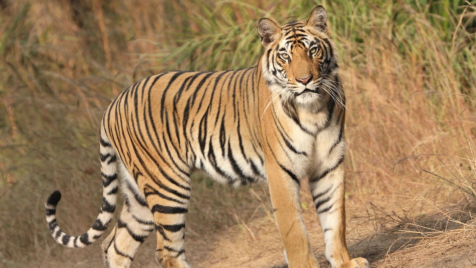 A tiger taking a stroll in Sariska National Park