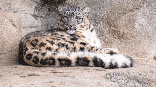 an image of a leopard sitting inside a stone cave 