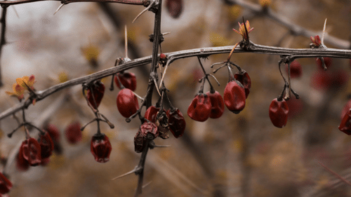 A wild berry on a branch.