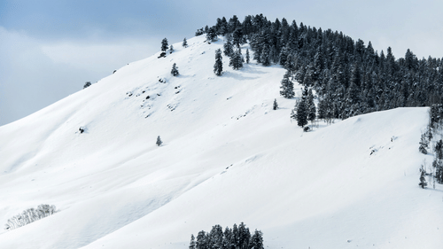 An overview of a mountain with green trees covering one side and snow covering the other.