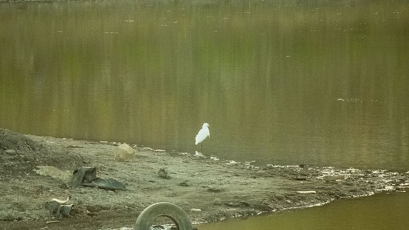 A solitary bird sitting on a rock that is surrounded by a waterbody.