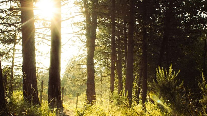 Golden sunlight filtering through pine trees on a quiet woodland path.