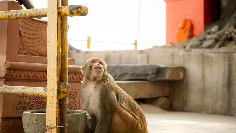 Imag of a monkey sitting outside the hanuman temple.