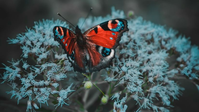 a close up shot of a butterfly sitting on a flower bud with its wings stretched