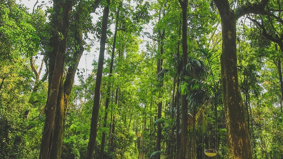A mud road next to large trees at Capitol Village Resort, Madikeri