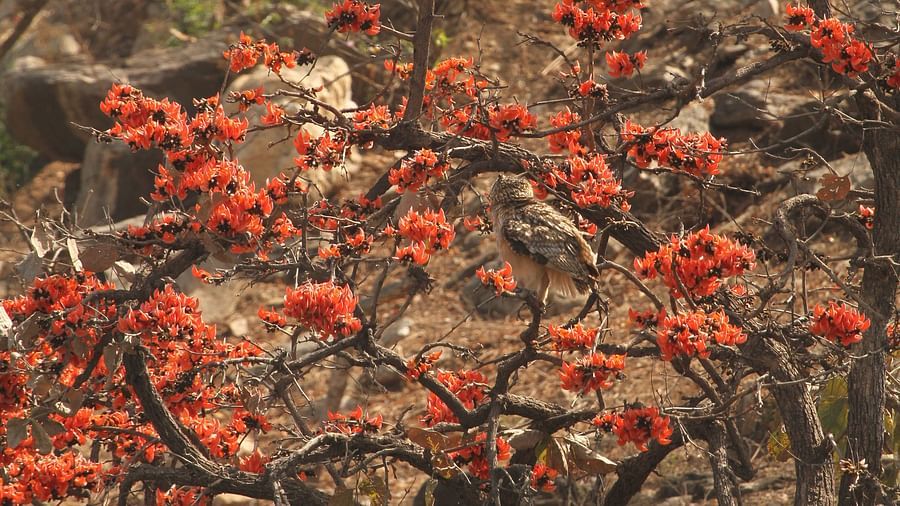 A blooming palaash tree with rocky hills in the background - Chunda Shikar Oudi, Udaipur